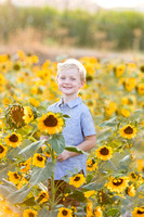 Sunflower photos